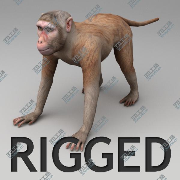 images/goods_img/202105073/Rhesus macaque rigged/1.jpg